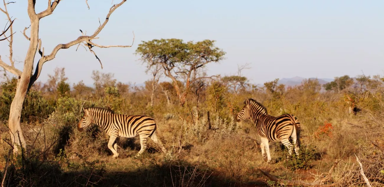 Safari ÁfrIca do Sul