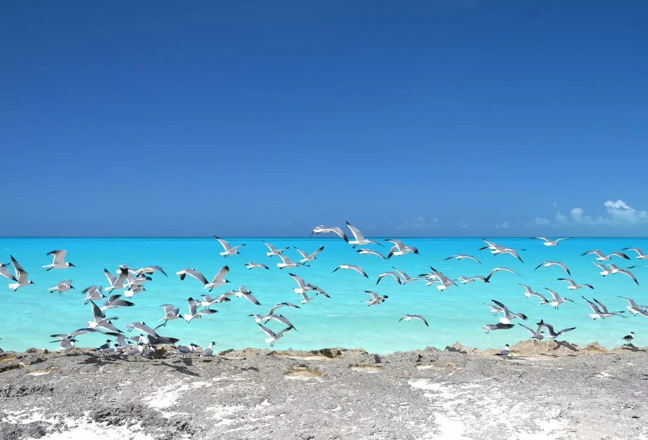 Pássaros em Exuma