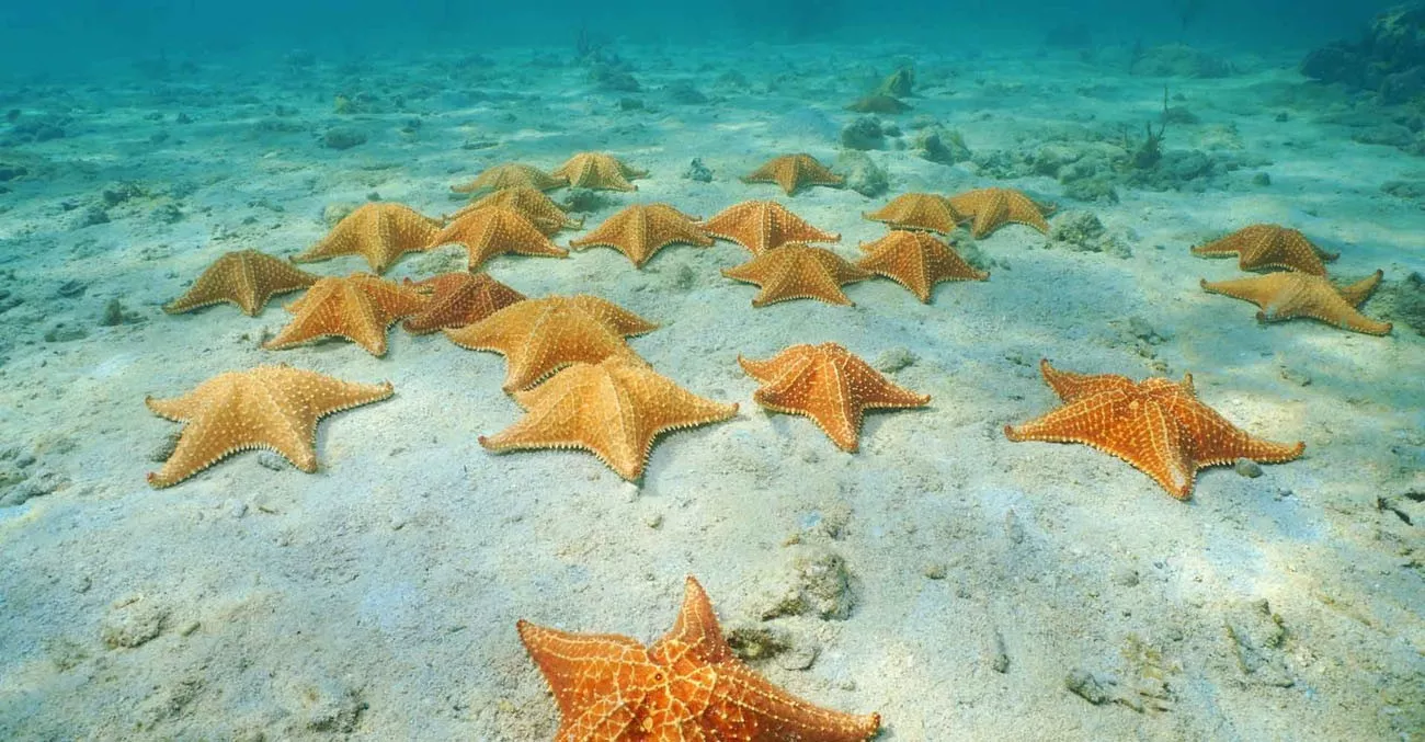 Estrelas do mar em Bocas del Toro
