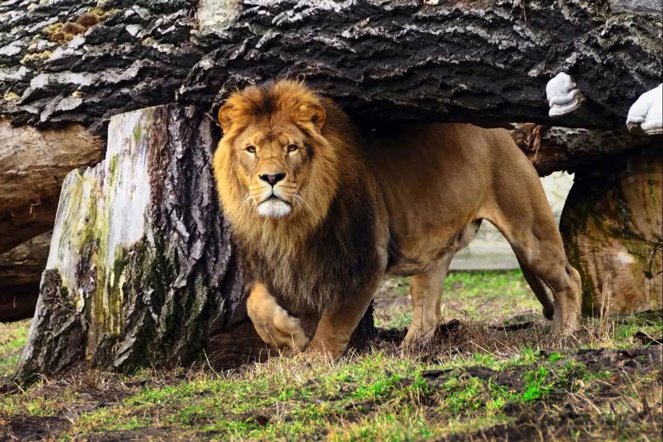 Casamento no Camp Jabulani