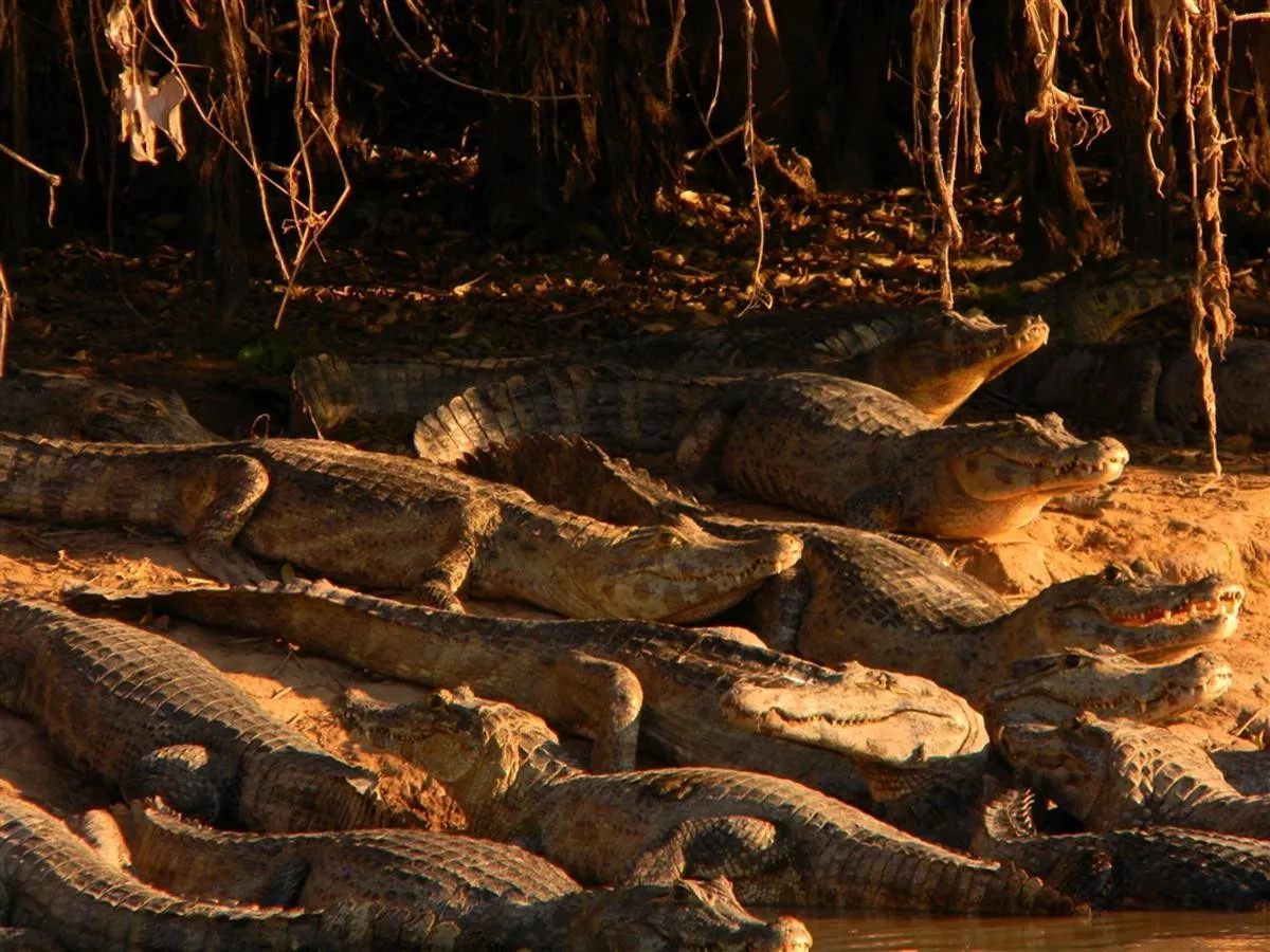 Cruzeiro no Pantanal Rio Mutum