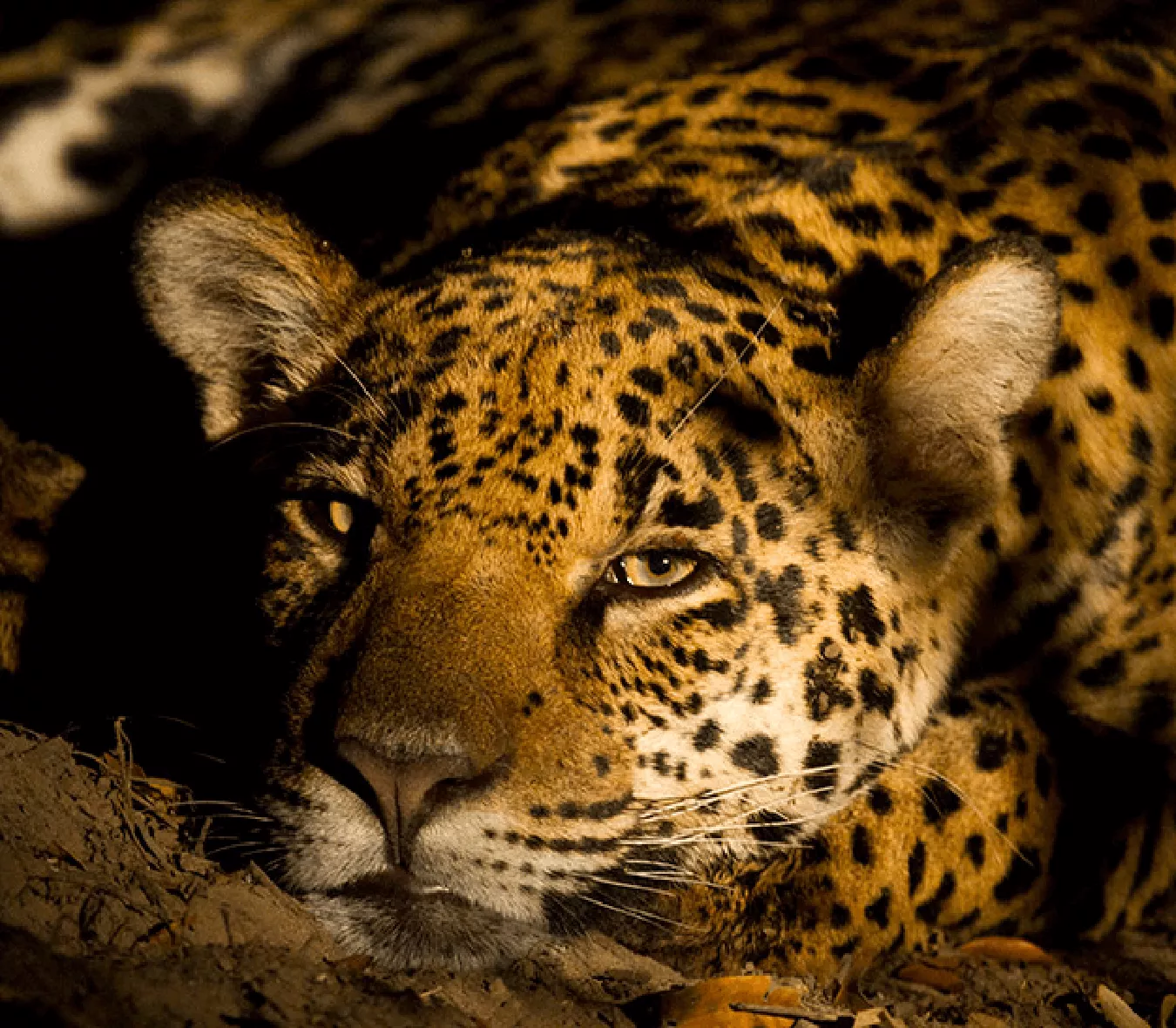 Pantanal Sul - Refúgio Ecológico Caiman