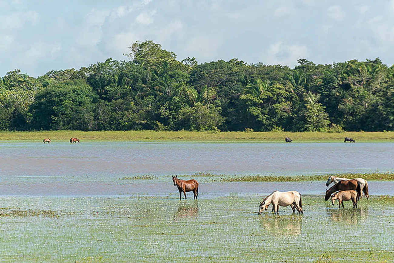 Belém, Ilha de Marajó e Alter do Chão 