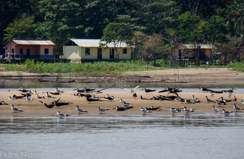 Pousada Uacari – Reserva Mamirauá, nas pegadas de Henry Bates 