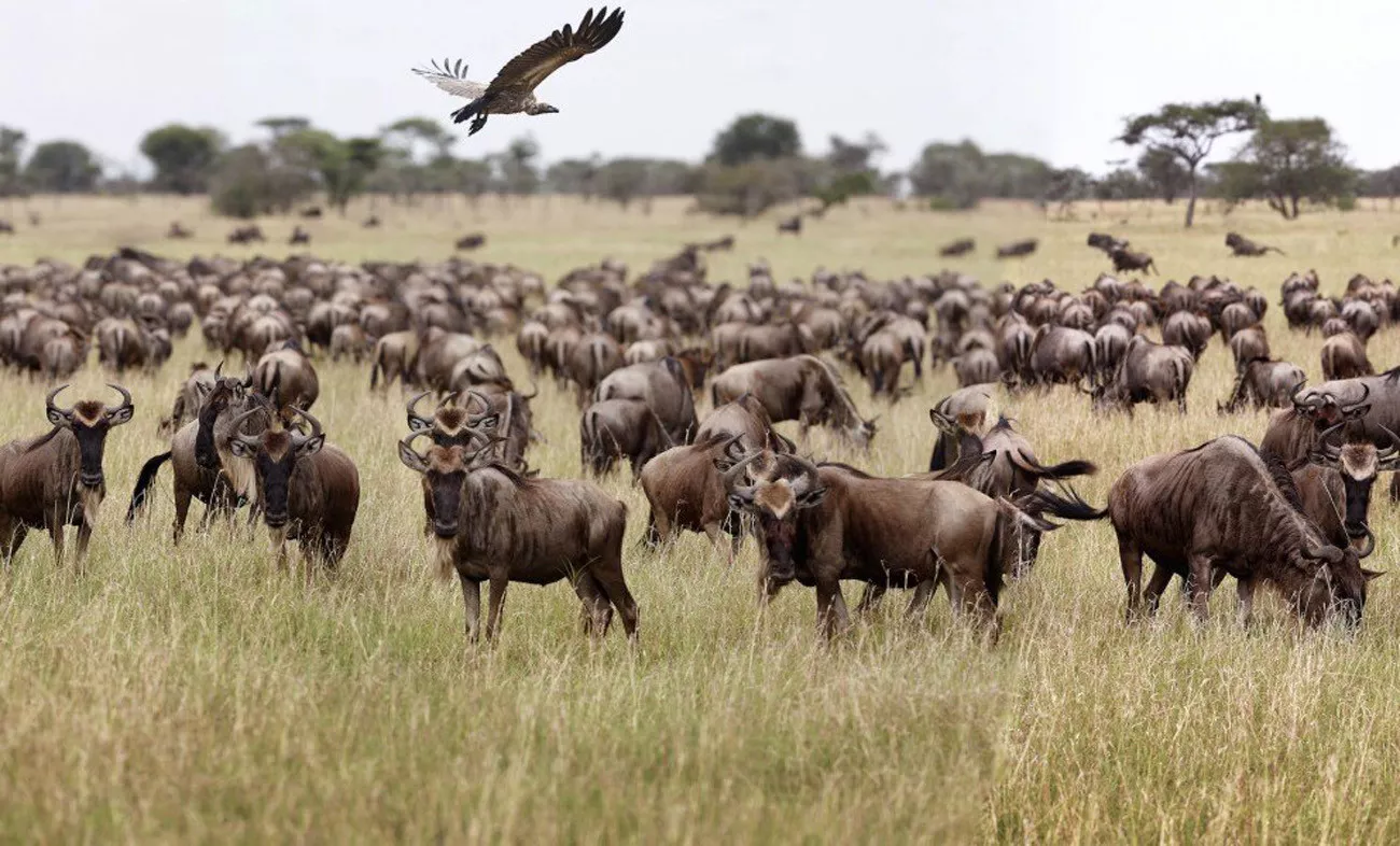 Pacote de Viagens para Luxury African Safari Lodges e Reserves