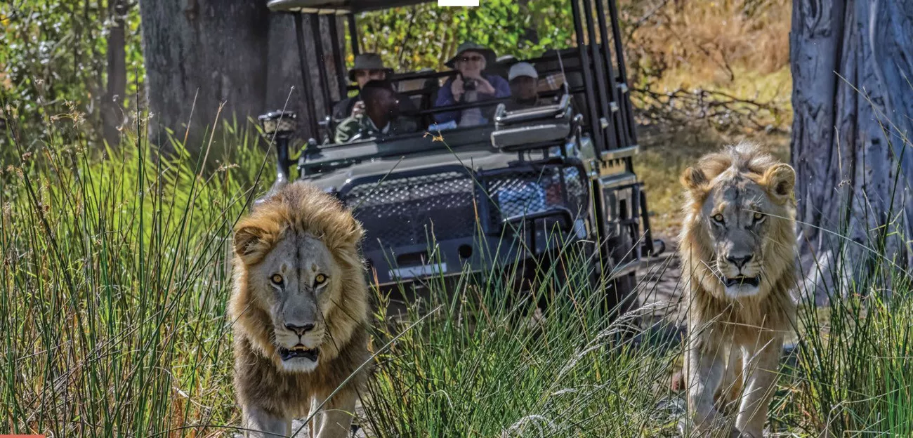 Botswana um Safári com Estilo  