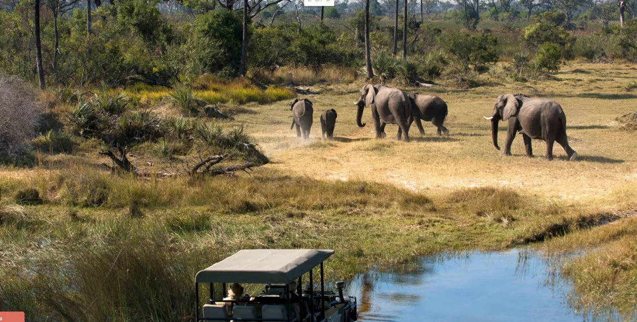 Botswana um Safári com Estilo  