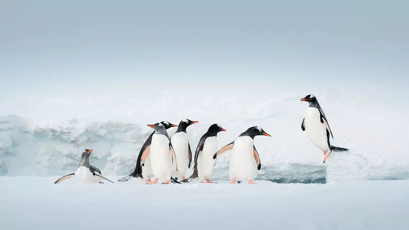 Antárctica Express Air Cruise