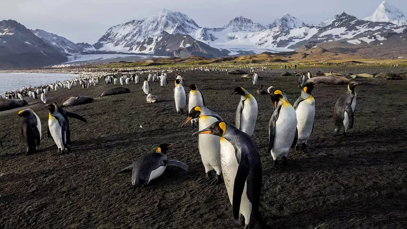 Antárctica Express Air Cruise