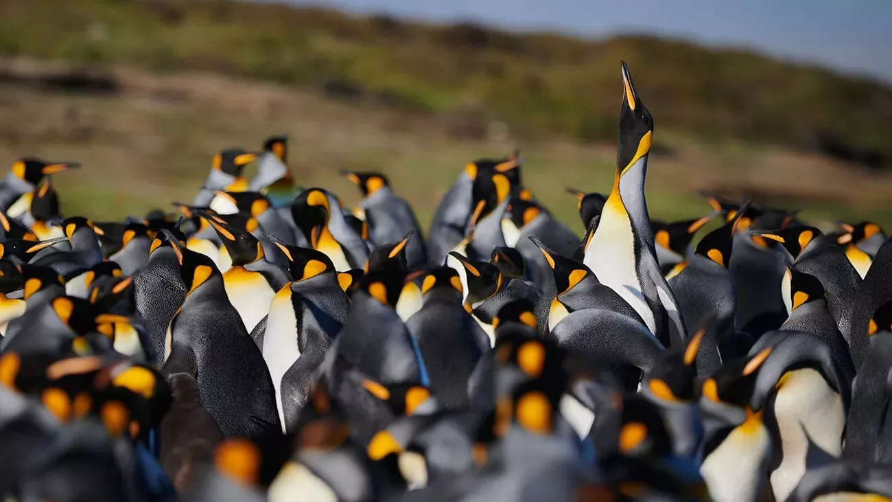 Antárctica Express Air Cruise