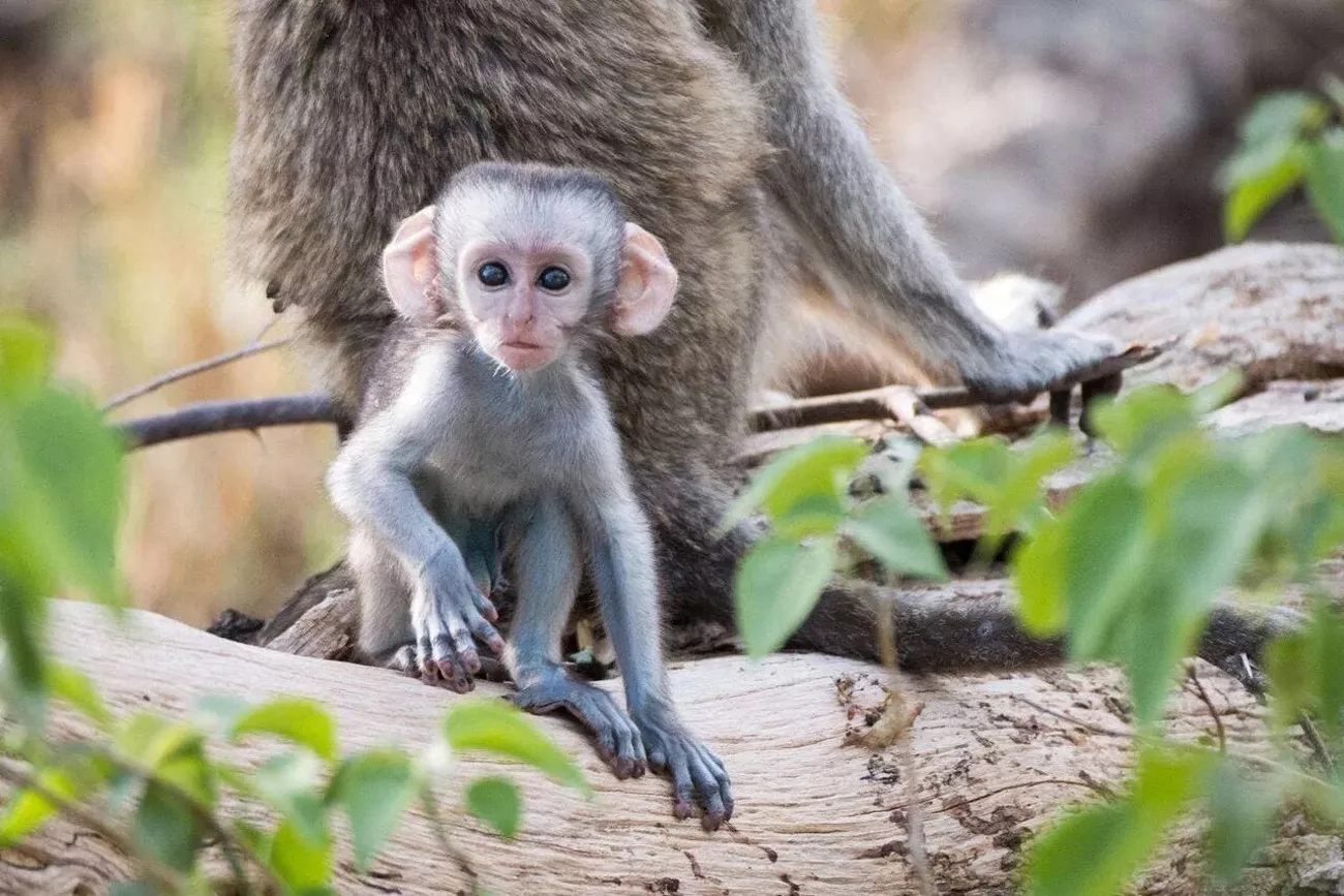 Botswana com Delta do Okavango e Reserva Moremi