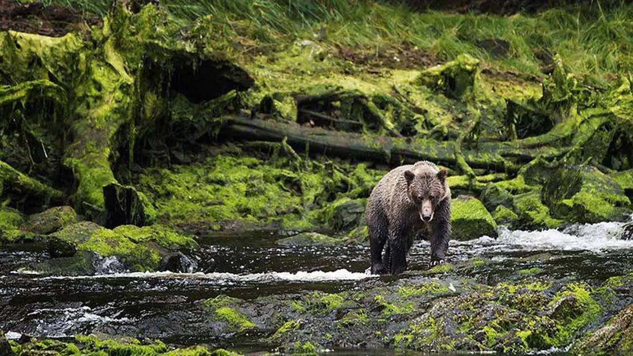 Canadense e do Alasca
