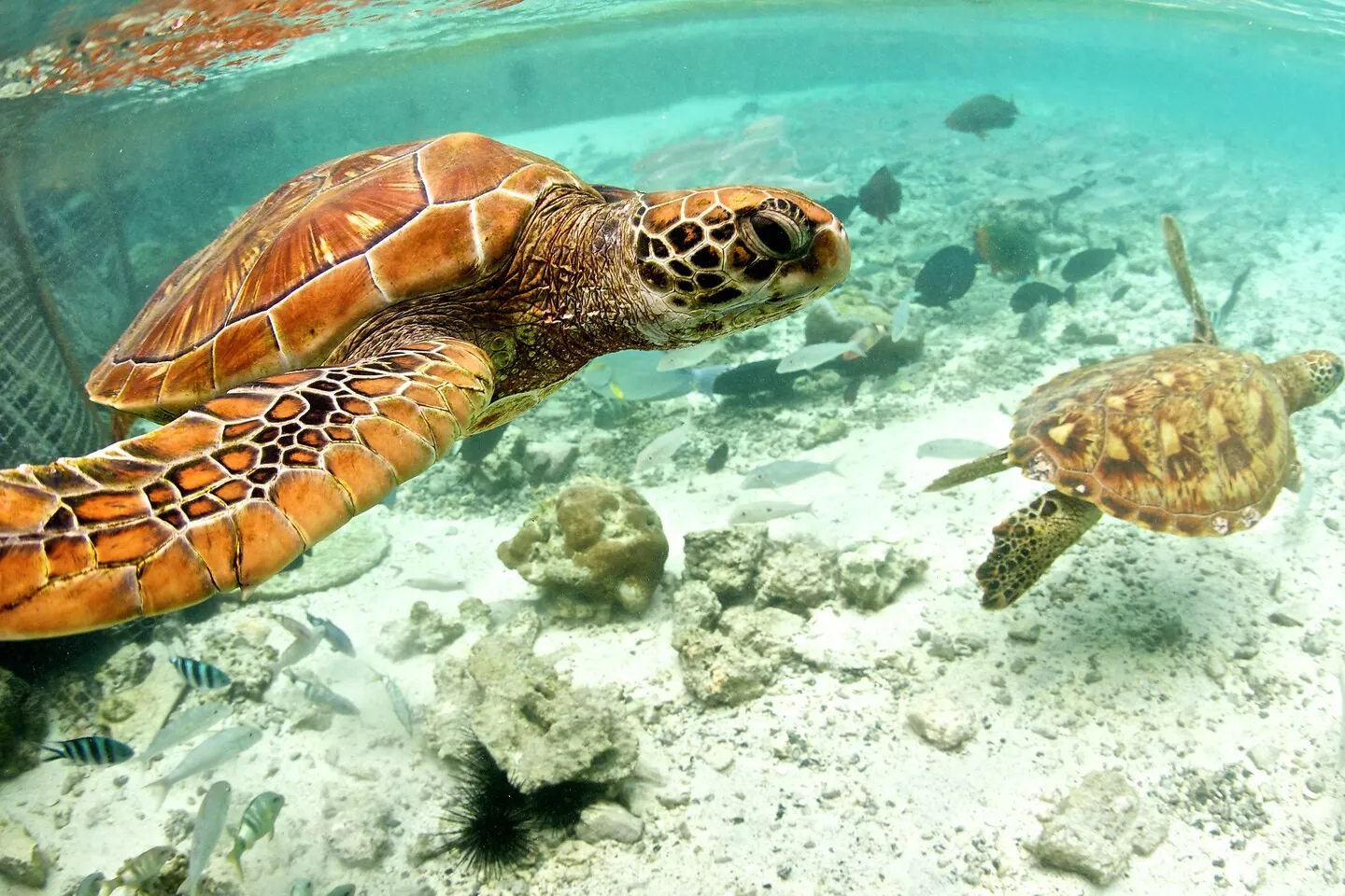 Bora Bora & Rangiroa