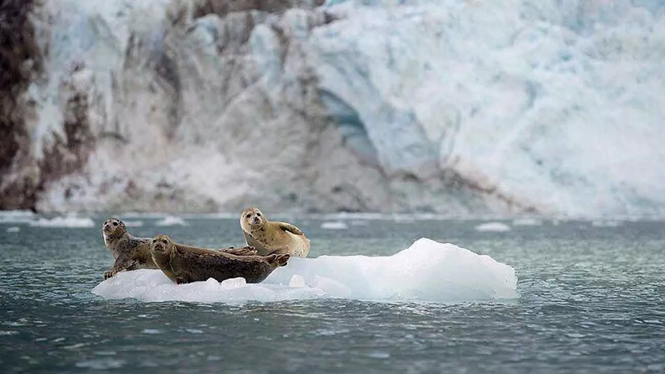 Canadense e do Alasca