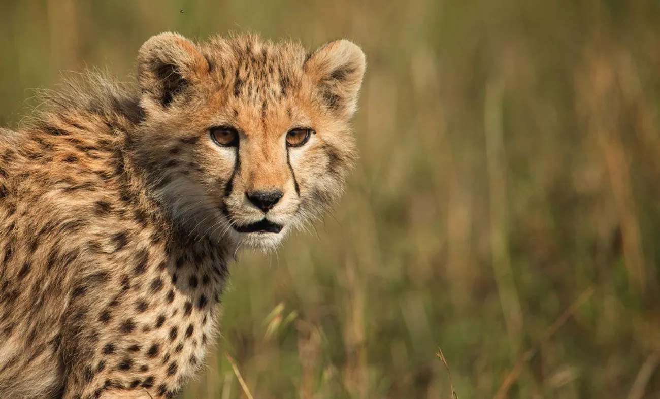 Safári Singita Lodges & Reserves 