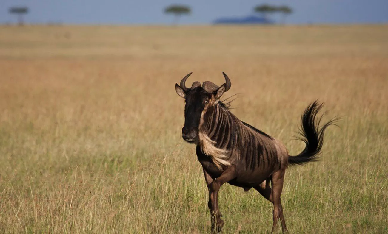 Safári Singita Lodges & Reserves 