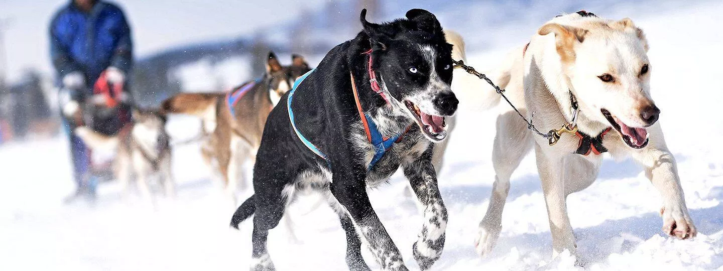 Canadense e do Alasca
