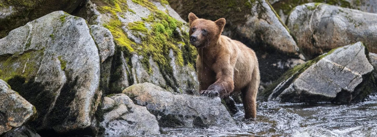 Baía Glaciar e Costa do Pacífico 