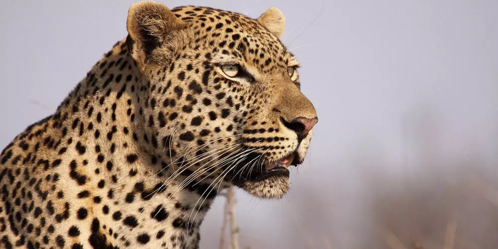 África do Sul com Park Kruger