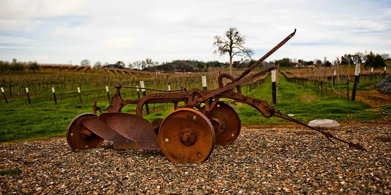 California na Rota dos vinhos 