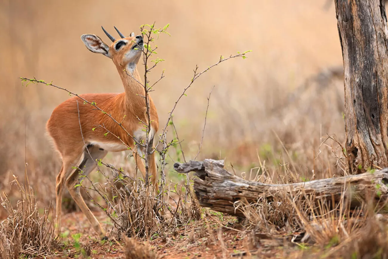 África do Sul Luxury 