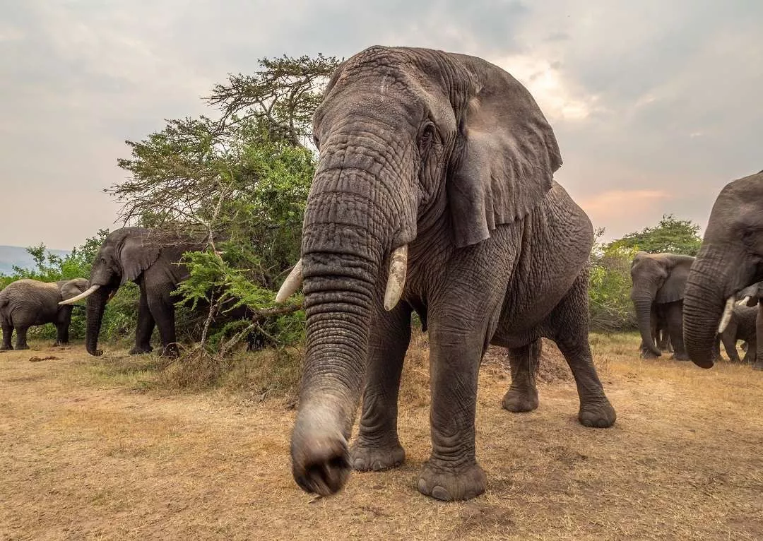 Safári, Dunas e Deserto