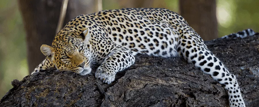 Safári, Dunas e Deserto