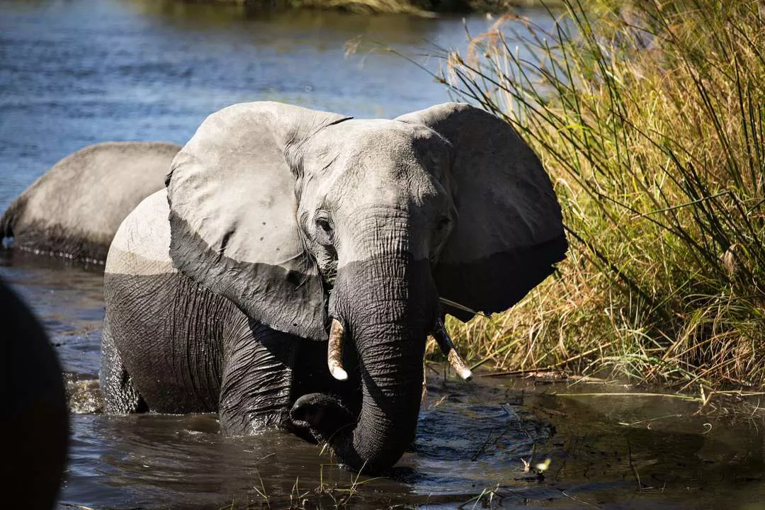 Safári, Dunas e Deserto