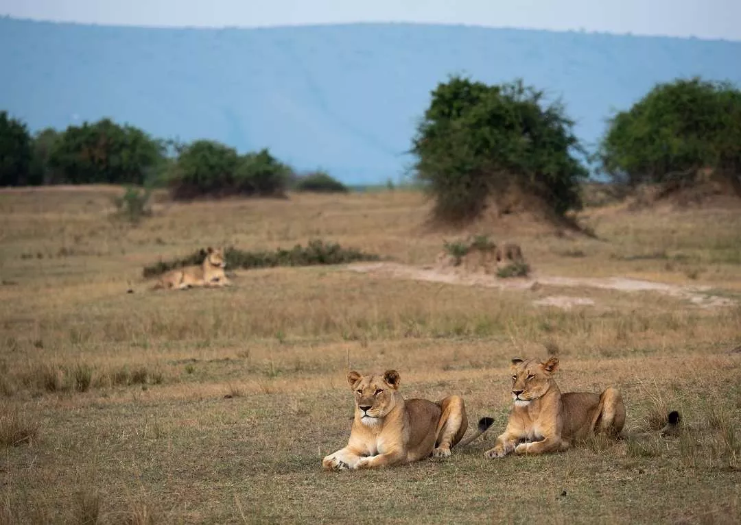 Safári, Dunas e Deserto