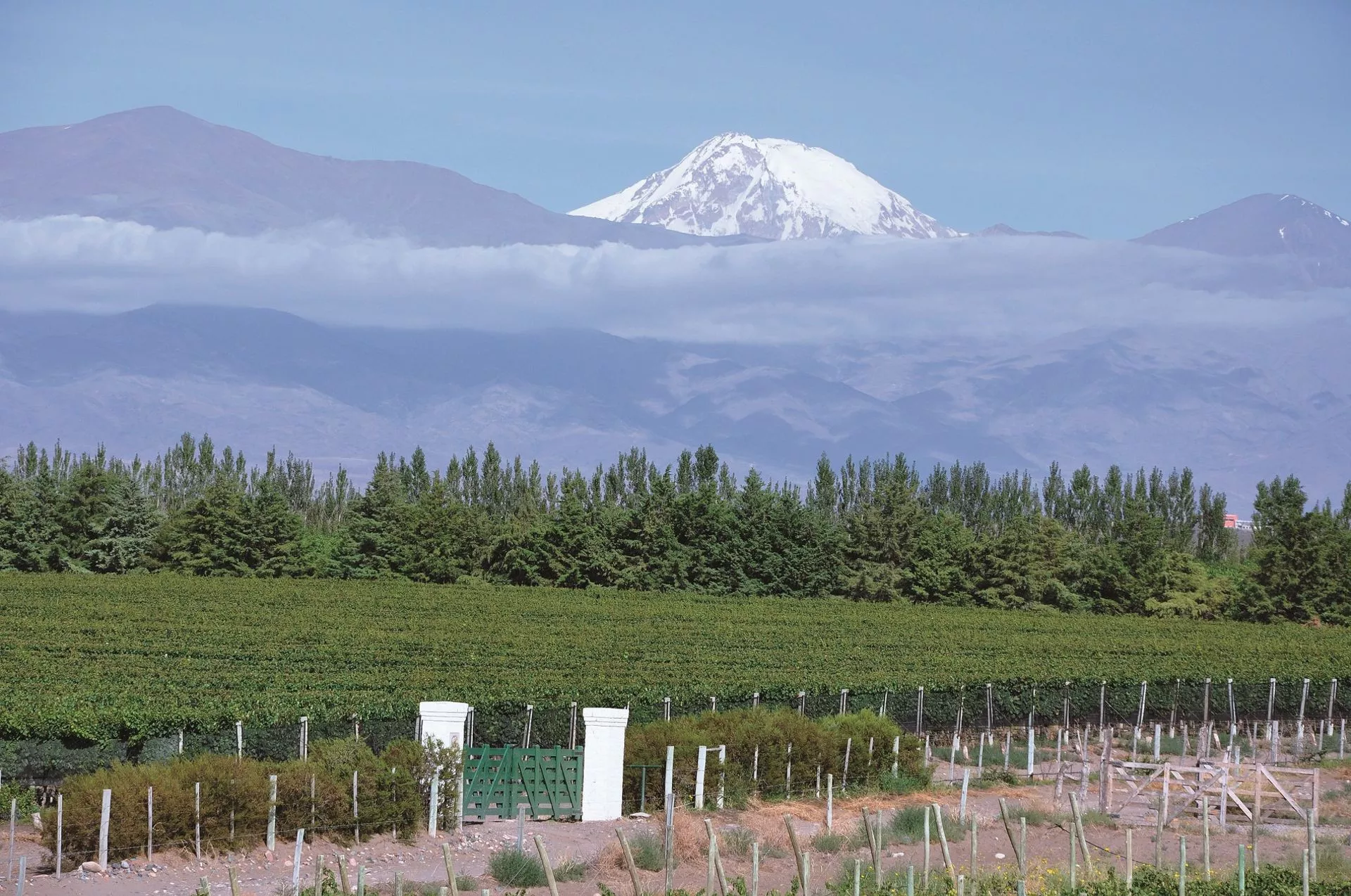 Vinhedos de Mendoza