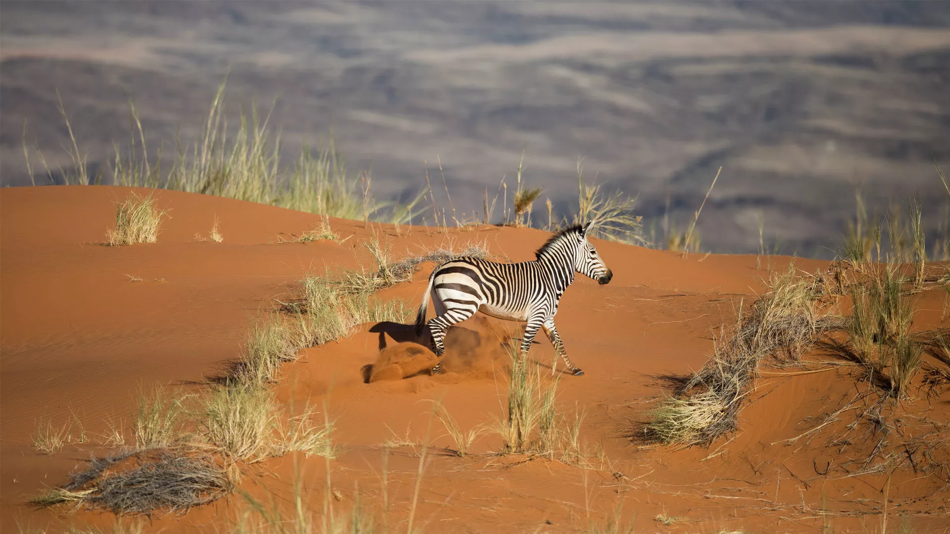Safári na Namíbia Luxury