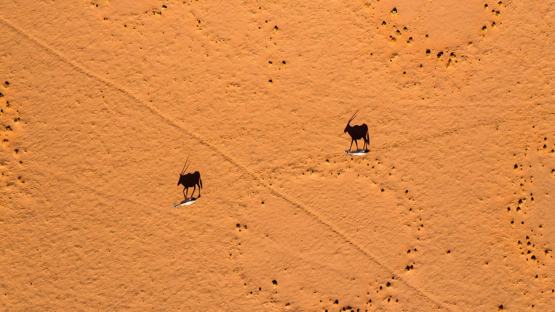 Safári na Namíbia Luxury