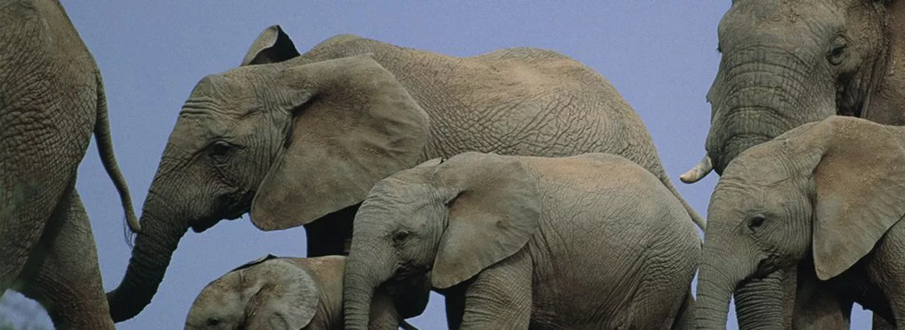 África do Sul em Trem de Luxo e Safáris