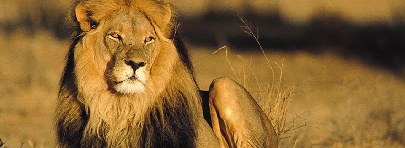 África do Sul em Trem de Luxo e Safáris