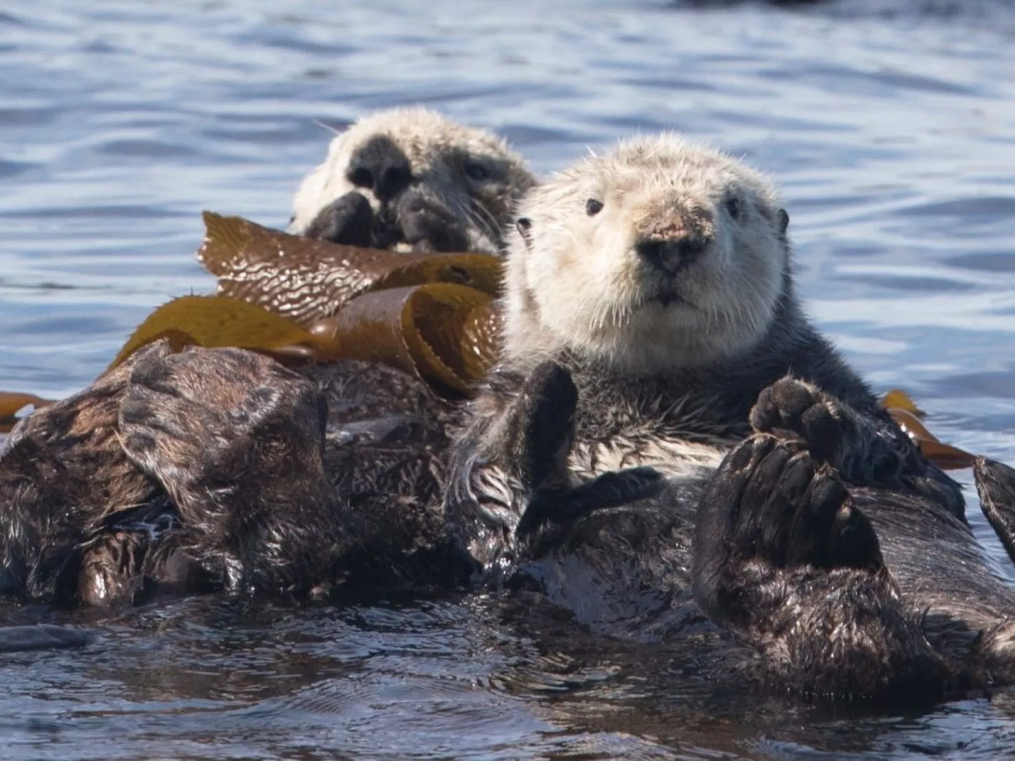 Seabourn Sojourn: Fiordes do Alasca e Canadá  