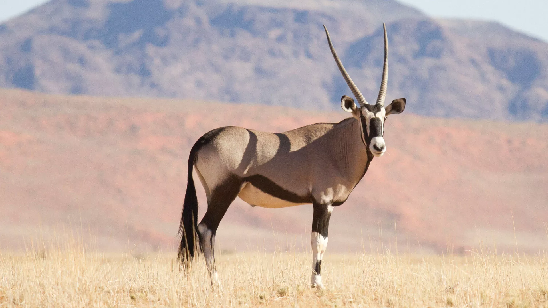 Safári na Namíbia Luxury