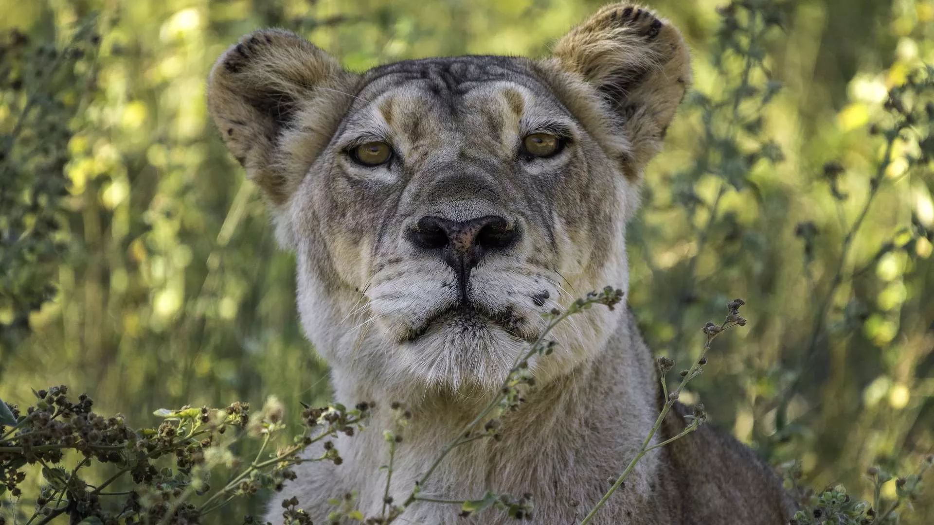 Botswana By Wilderness Safaris 