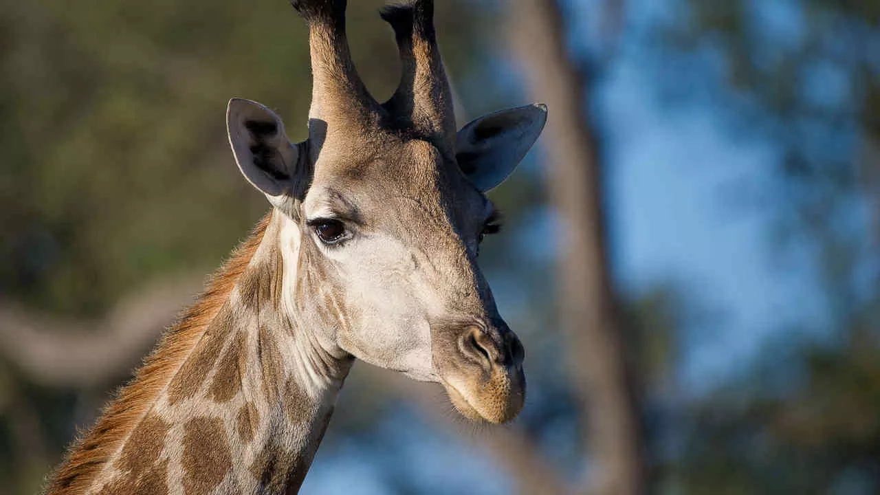 Botswana By Wilderness Safaris 