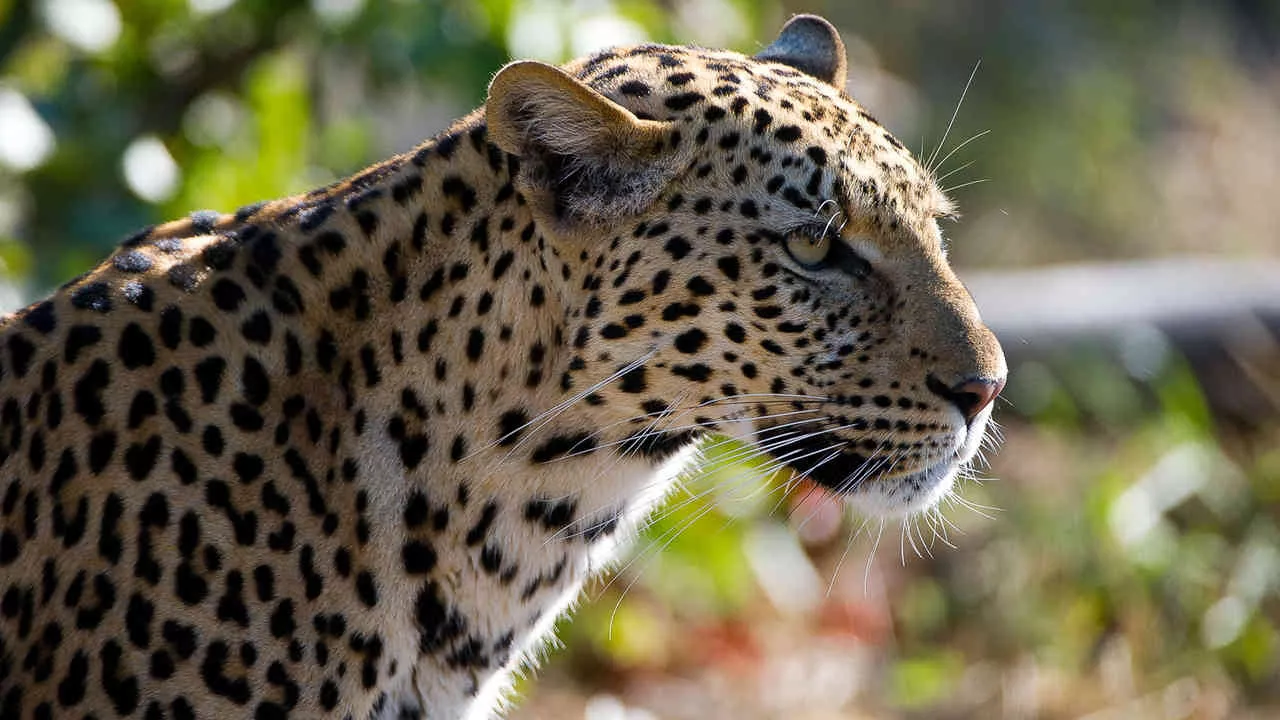 Botswana By Wilderness Safaris 