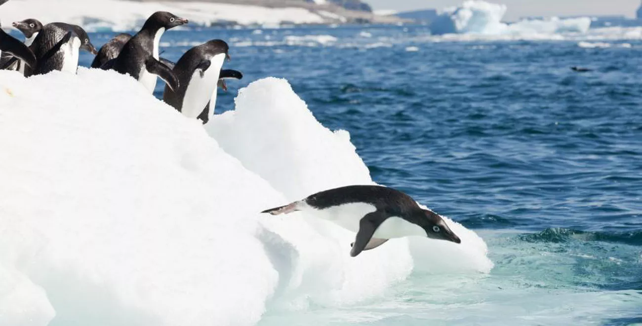 Eclipse Solar na Antártida e Geórgia do Sul