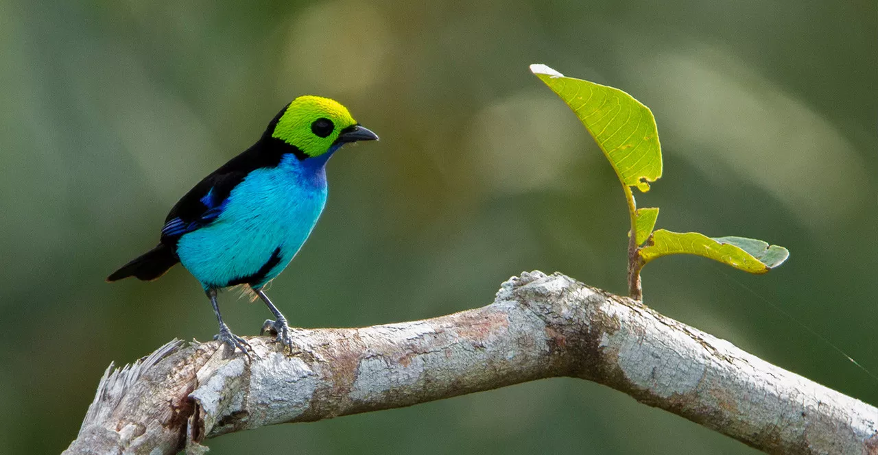 Conhecendo as belezas da Amazônia em Família