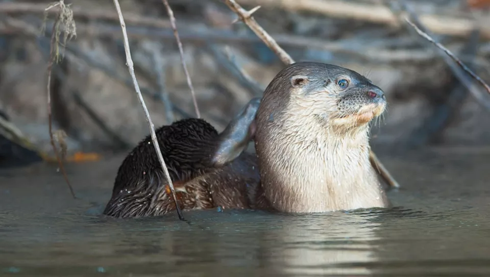 Conhecendo as belezas da Amazônia em Família