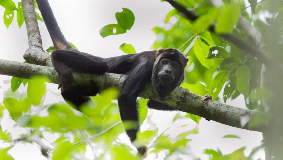 Conhecendo as belezas da Amazônia em Família