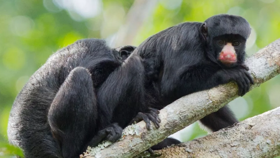 Conhecendo as belezas da Amazônia em Família