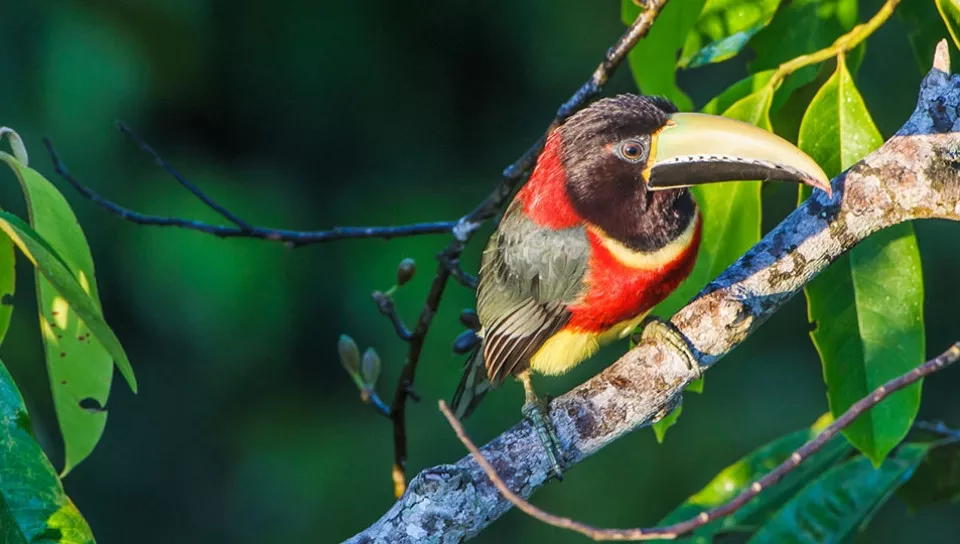 Conhecendo as belezas da Amazônia em Família