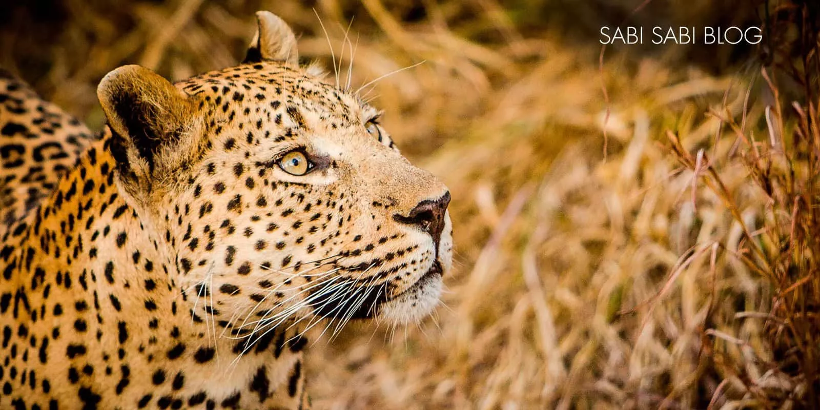 África do Sul com Crianças 