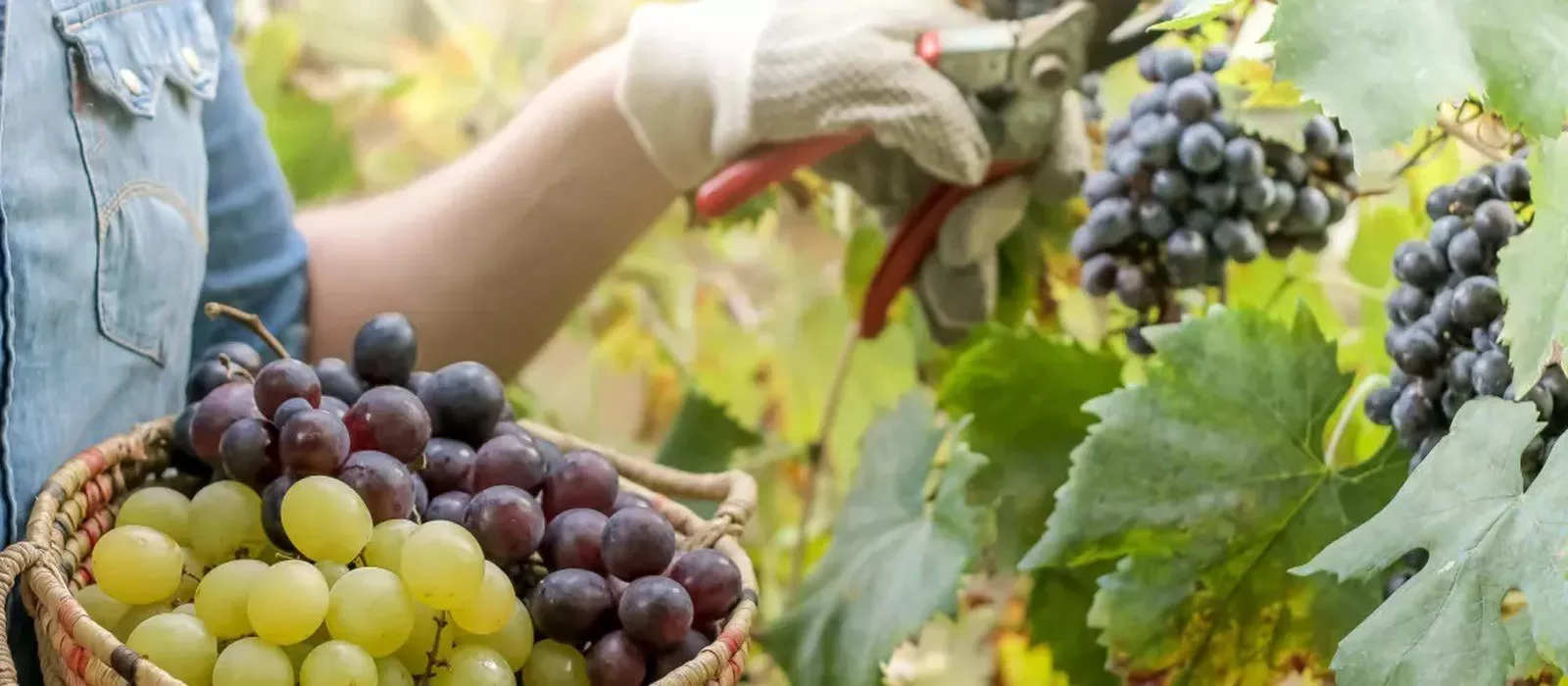 De Paris a Lyon - Glamourosa França  