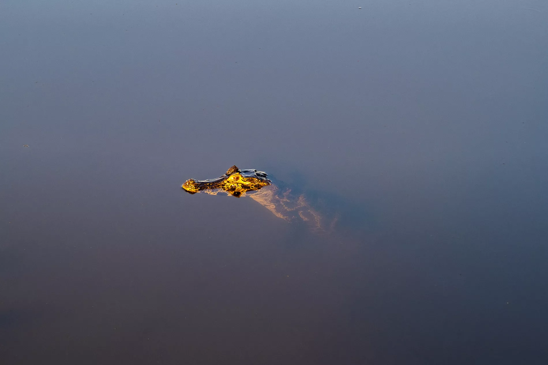 Pantanal em Família 