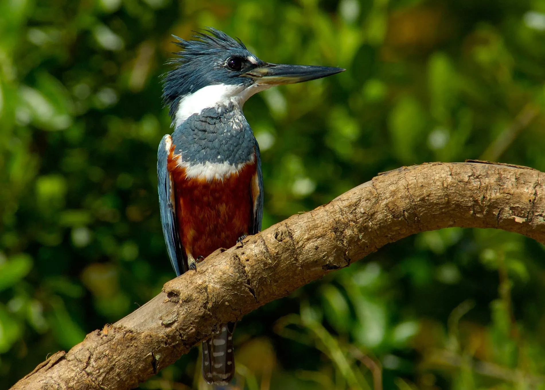 Pantanal em Família 