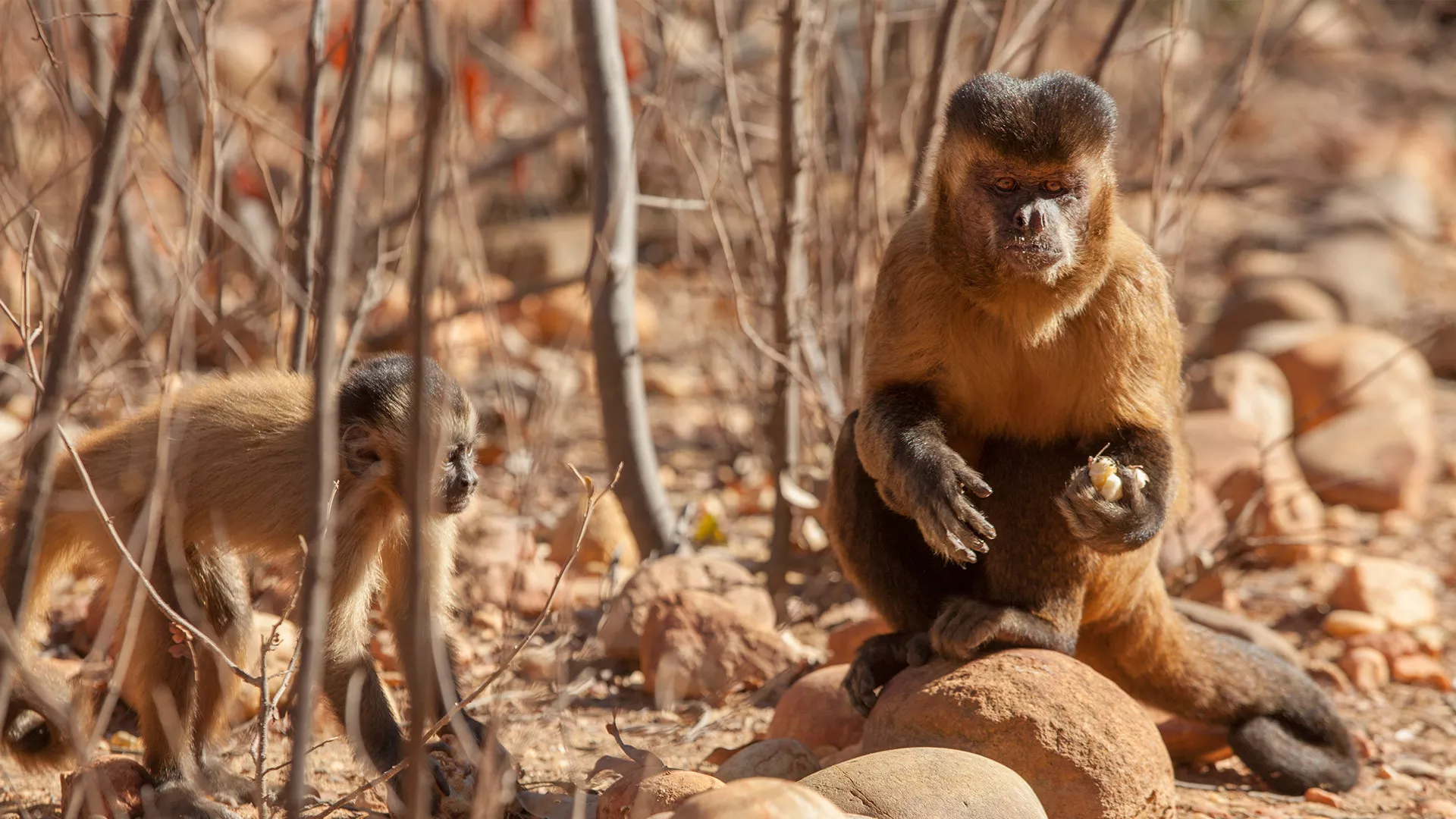 Parque Nacional da Serra da Capivara & Serra das Confusões 